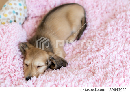 小狗 Kaninhen 臘腸 小狗 Kaninhen 臘腸 89645021