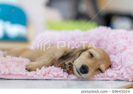 Puppy Kaninhen Dachshund 89645024