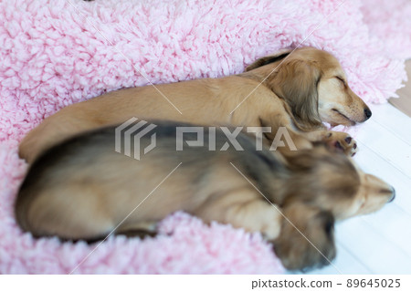 Puppy Kaninhen Dachshund 89645025