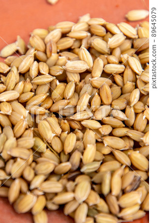 Seed paddy with sprouts Seed paddy with sprouts 89645079