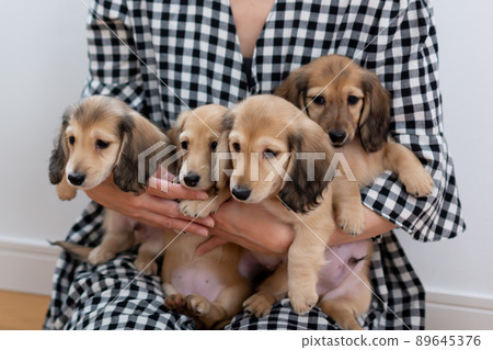 家庭照片小狗 Kaninhen 臘腸犬 家庭照片小狗 Kaninhen 臘腸犬 89645376