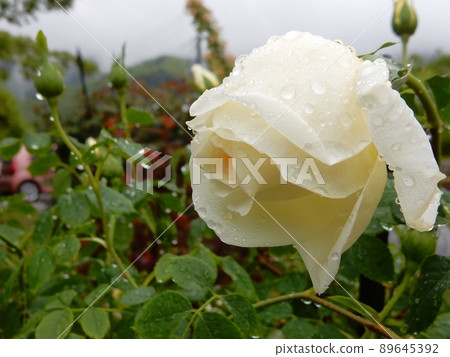 多雨的白玫瑰 89645392
