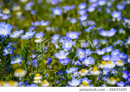 Nemoifila Nemoifila 89645800
