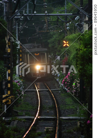 Enoden train running along the hydrangea line with the headlights on _ 2011/6/19 Enoden train running along the hydrangea line with the headlights on _ 2011/6/19 89645950