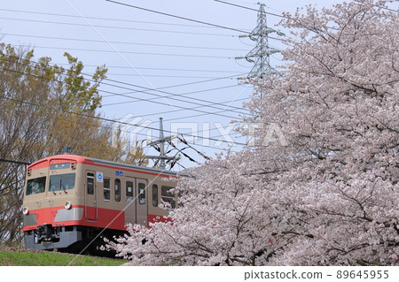 Seibu 101 series train that jumped out of the cherry blossoms in full bloom_2022 / 4/2 shooting Seibu 101 series train that jumped out of the cherry blossoms in full bloom_2022 / 4/2 shooting 89645955