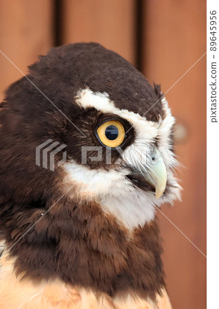Spectacled owl Spectacled owl 89645956