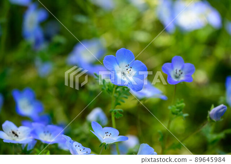 Nemoifila Nemoifila 89645984