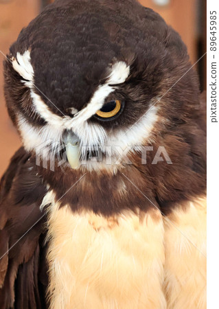 Spectacled owl Spectacled owl 89645985