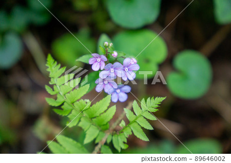 Yamarurisou 89646002