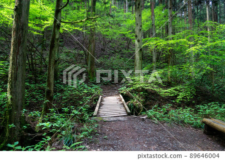 Jinbayama new hiking trail Jinbayama new hiking trail 89646004