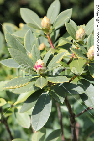 杜鵑花芽 杜鵑花芽 89646033