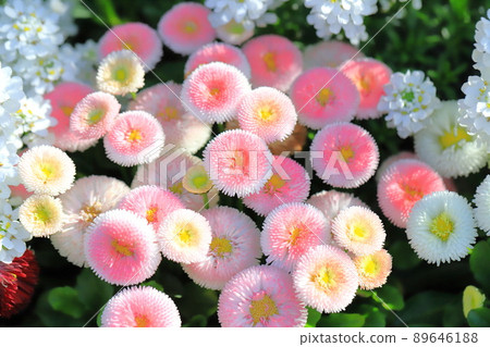 春天花壇粉紅雛菊 春天花壇粉紅雛菊 89646188