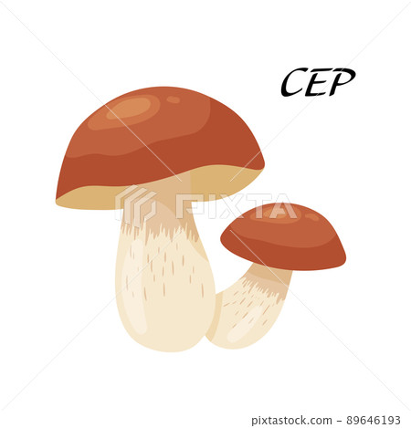 Two CEP Mushrooms . Flat cartoon vector illustration isolated on white background. Mushroom with brown cap. Natural forest product. 89646193