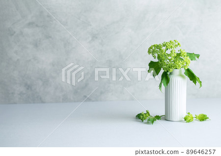莢蒾植物背景材料 89646257
