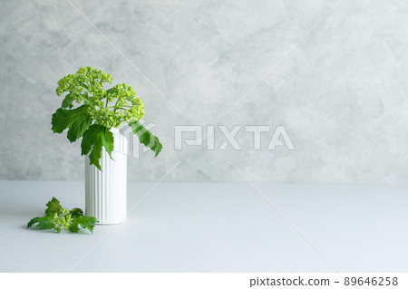 莢蒾植物背景材料 89646258