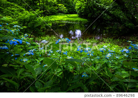 [Niigata Prefecture, Sado, Otowa Pond] Otowa Pond, home to Japan's largest high-rise wetland floating island July 89646298