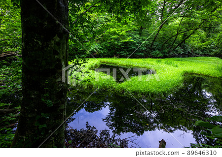 [Niigata Prefecture, Sado, Otowa Pond] Otowa Pond, home to Japan's largest high-rise wetland floating island July 89646310