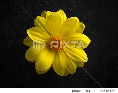 Studio shot of flower on a black background. View above. Studio shot of flower on a black background. View above. 89646422
