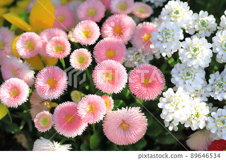 春天花壇伊比利亞和雛菊 春天花壇伊比利亞和雛菊 89646534