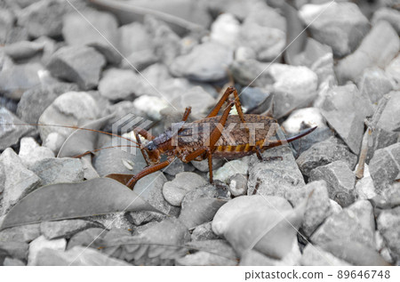 grasshopper on the stones grasshopper on the stones 89646748