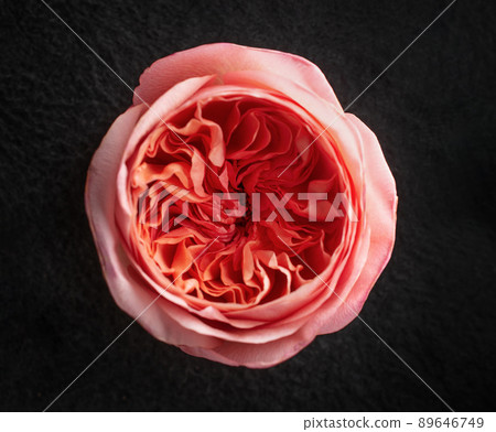 Top view of a flower on black background. For design. Nature. Top view of a flower on black background. For design. Nature. 89646749