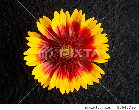 Top view of a flower on black background. Macro photo. Top view of a flower on black background. Macro photo. 89646750