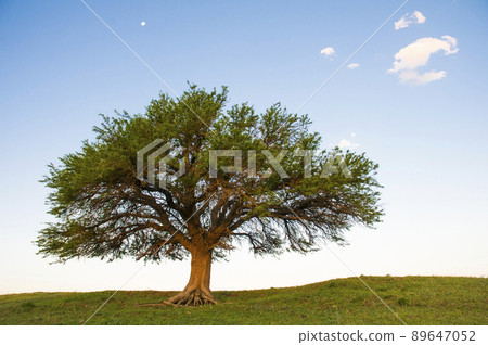 Lonely tree landscape in La Pampa, Argentina 89647052