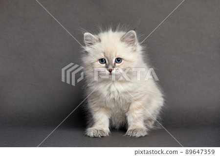 Cute fluffy kitten against light background. Space for text 89647359