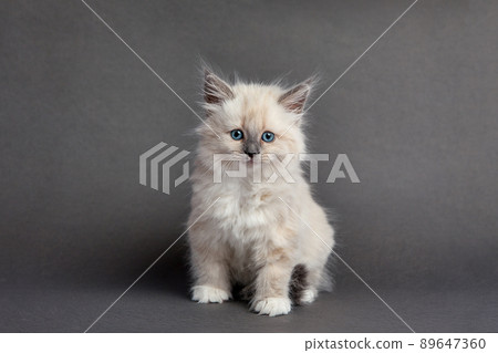 Cute fluffy kitten against light background. Space for text 89647360