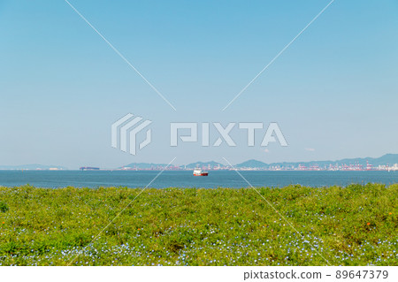 Osaka Maishima Seaside Park Nemophila Blue Osaka Maishima Seaside Park Nemophila Blue 89647379