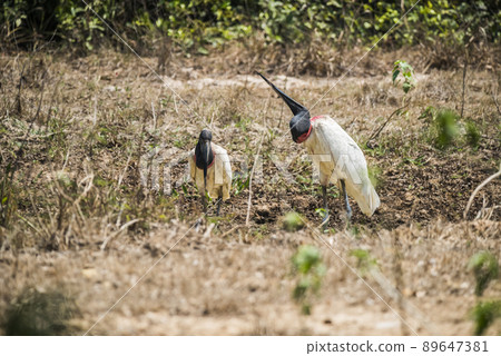 Jabiru Stork, in a marsh environment.Pantanal, Brazil Jabiru Stork, in a marsh environment.Pantanal, Brazil 89647381