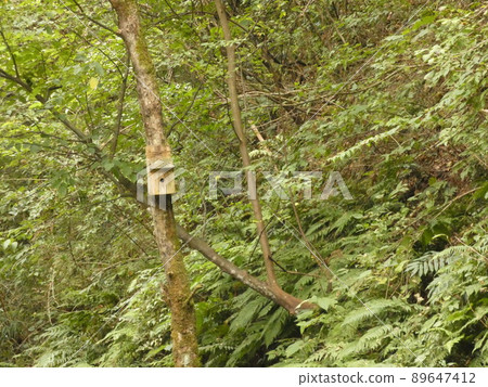 Hives in the forest Hives in the forest 89647412