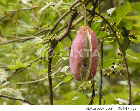 Akebi fruit Akebi fruit 89647413