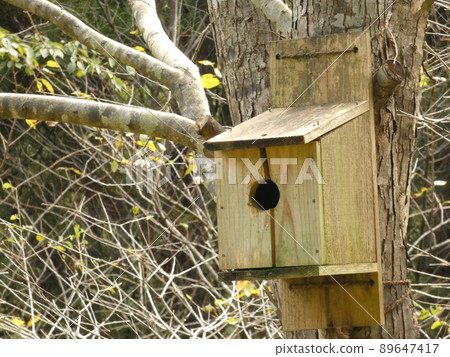 Birdhouse attached to a tree Birdhouse attached to a tree 89647417