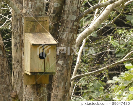 Birdhouse attached to a tree Birdhouse attached to a tree 89647420
