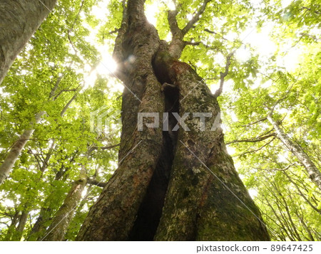 Big tree in the forest Big tree in the forest 89647425