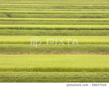 Rice terraces lined up in an orderly manner Rice terraces lined up in an orderly manner 89647426