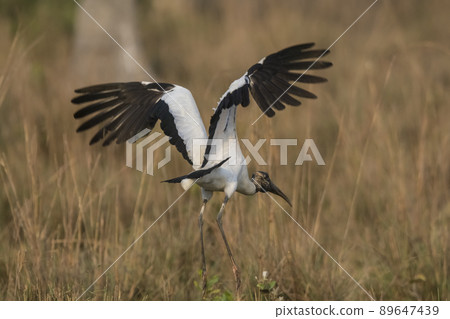 Wood Stork, in a marsh environment.Pantanal, Brazil Wood Stork, in a marsh environment.Pantanal, Brazil 89647439