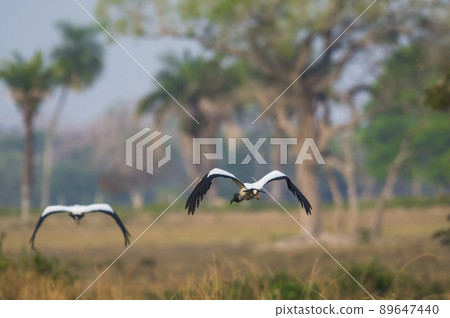 Wood Stork, in a marsh environment.Pantanal, Brazil Wood Stork, in a marsh environment.Pantanal, Brazil 89647440