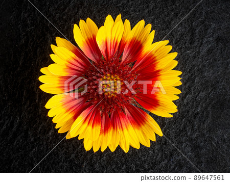 Top view of a flower on a black background. Closeup. Top view of a flower on a black background. Closeup. 89647561