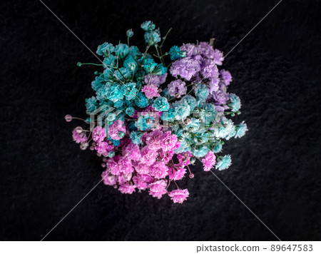 Studio shot of flower on black background. Studio shot. Studio shot of flower on black background. Studio shot. 89647583
