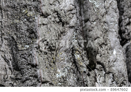 Detail of tree bark Detail of tree bark 89647602