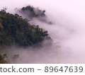Foggy Forest 89647639