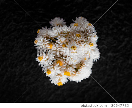 Studio shot of flower on a black background. Macro photo. Studio shot of flower on a black background. Macro photo. 89647783