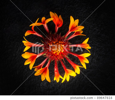 Delicate flower on a black background. Closeup. Nature. Delicate flower on a black background. Closeup. Nature. 89647818