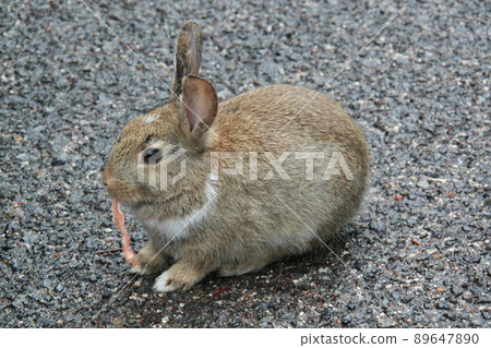 Child rabbits 89647890