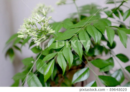 Curry tree flower curry leaf Curry tree flower curry leaf 89648020