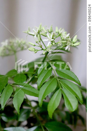 Curry tree flower curry leaf Curry tree flower curry leaf 89648024