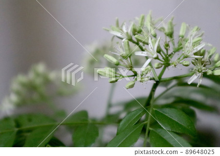 Curry tree flower curry leaf Curry tree flower curry leaf 89648025