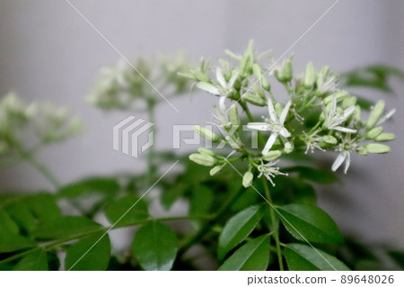 Curry tree flower curry leaf Curry tree flower curry leaf 89648026